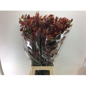 Anigoz Ramp Roy Slav