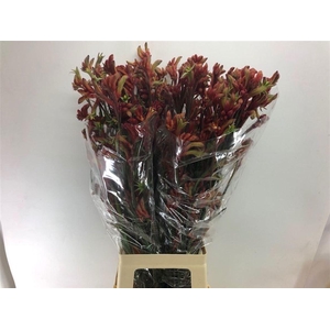 Anigoz Ramp Roy Slav