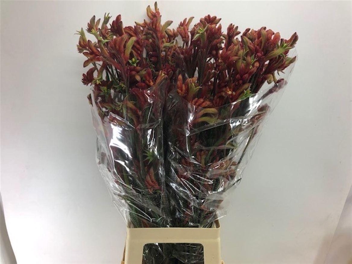 <h4>Anigoz Ramp Roy Slav</h4>