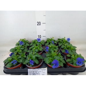 Viola corn. 'Evo Mini True Blue'