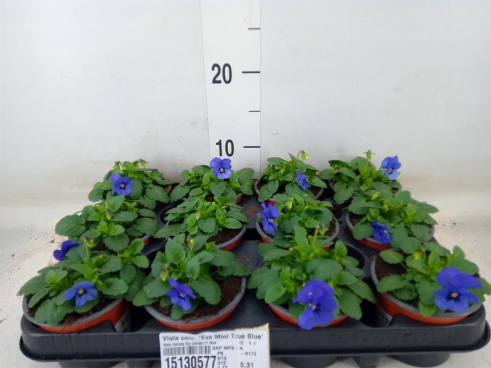 <h4>Viola corn. 'Evo Mini True Blue'</h4>