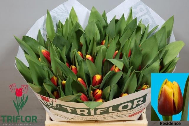 <h4>TU EN RESIDENCE</h4>