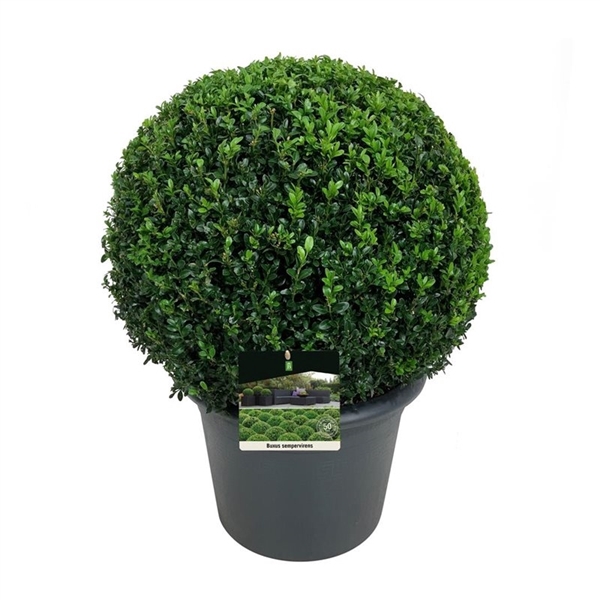 <h4>Buxus sempervirens</h4>