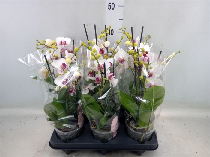 <h4>Phalaenopsis multi. 'FC Safe Haven'</h4>