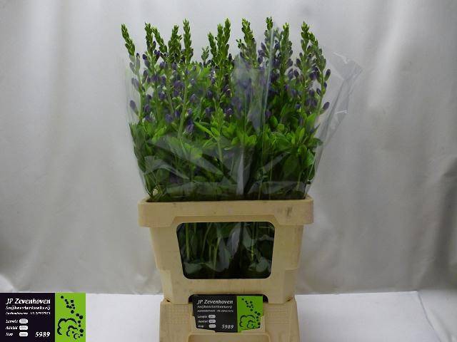 BAPTISIA AUSTRALIS