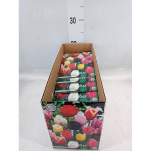 Tulipa   ...flowerbulbs