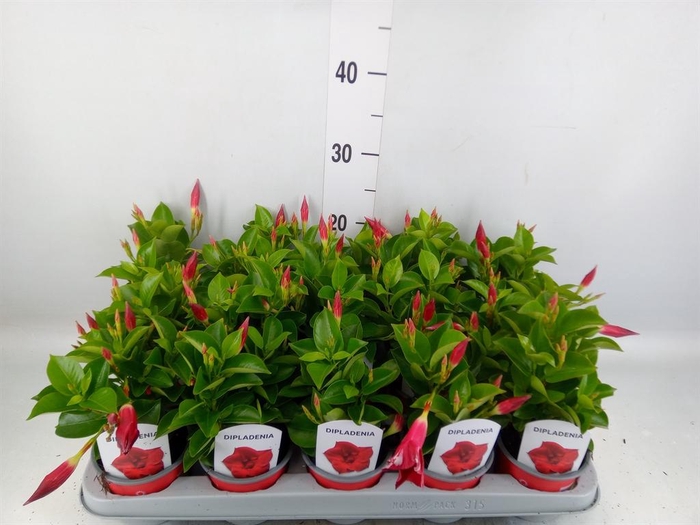 <h4>Mandevilla sand. 'Rio Deep Red'</h4>