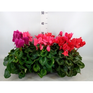 Cyclamen GR 'Leopardo'