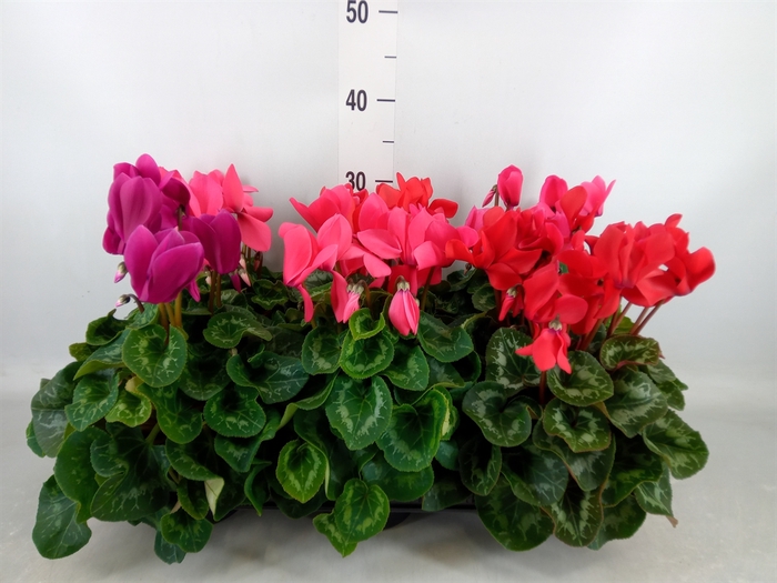 <h4>Cyclamen GR 'Leopardo'</h4>