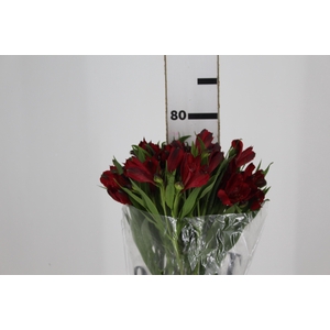 ALSTROEMERIA MERLOT 080 CM VERMELHO