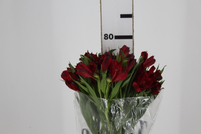 <h4>ALSTROEMERIA MERLOT 080 CM VERMELHO</h4>
