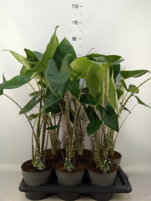 <h4>Alocasia zebrina</h4>