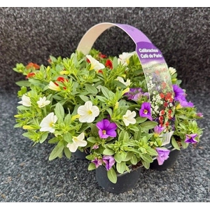 CALIB CA MM TROPICAN