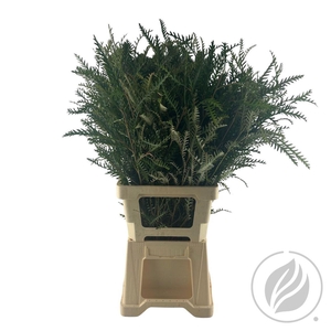 Grevilea Ivanhoe Groen 70cm