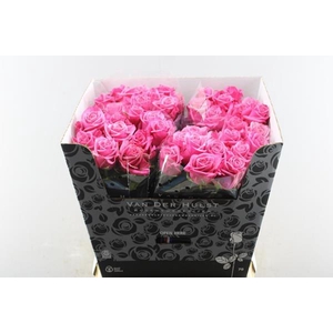 R Gr Kiss Me Kate L 70