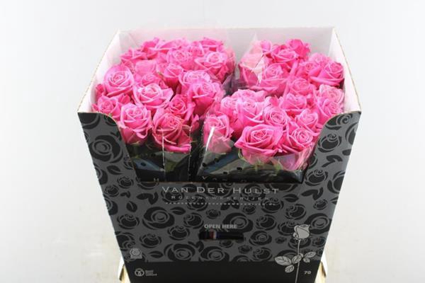 <h4>R Gr Kiss Me Kate L 70</h4>