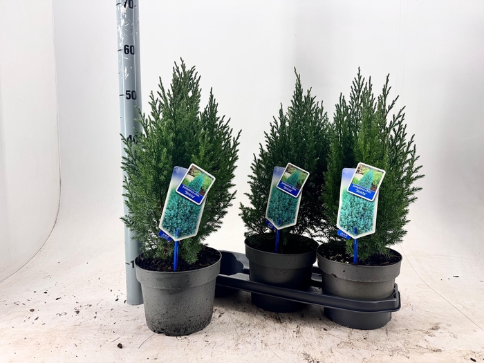 <h4>JUNI CH STRICTA</h4>