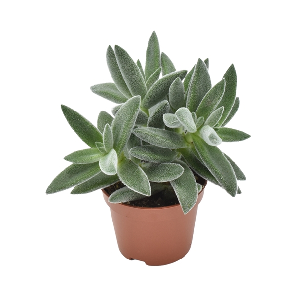 <h4>Crassula Tarantula ®</h4>