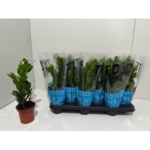 ZAMIO ZAMIIFOLIA