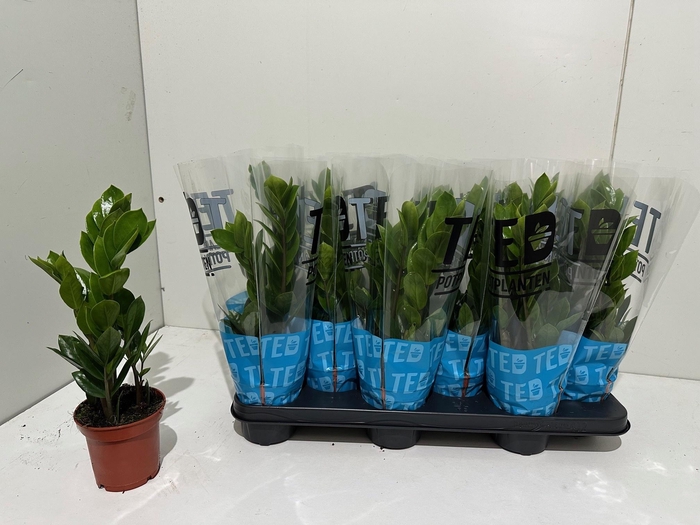 <h4>ZAMIO ZAMIIFOLIA</h4>