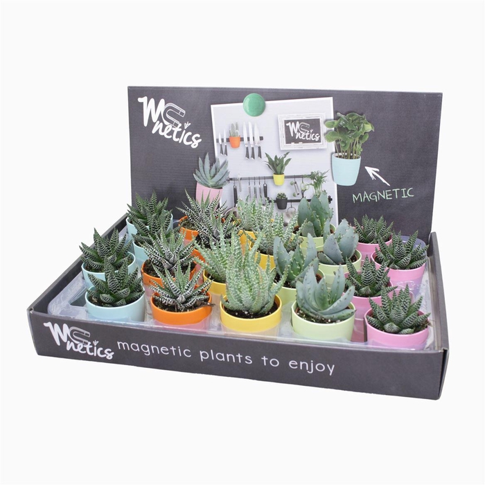 <h4>Aloe - Haworthia Gemengd Magnetic Pot Showdoos</h4>