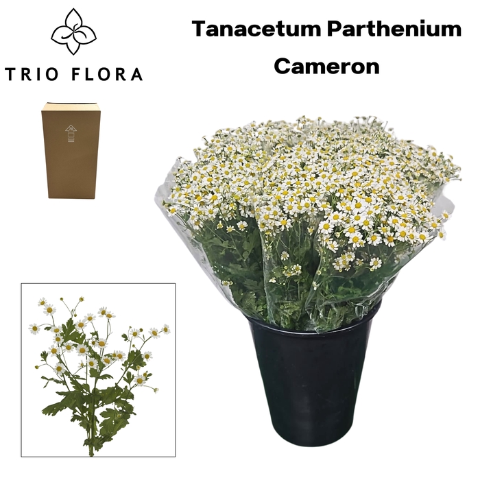 <h4>TANA PA CAMERON Aqua Box 120</h4>