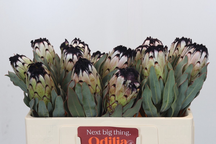 <h4>Protea Niobe</h4>