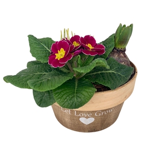 Love Rond Hout 1 prim 1x tet 1x hys 540