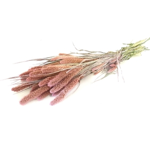 DRIED FLOWERS - SETARIA frosted pink