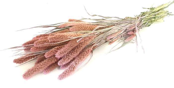 DRIED FLOWERS - SETARIA frosted pink