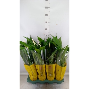 Spathiphyllum  'Sweet Benito'