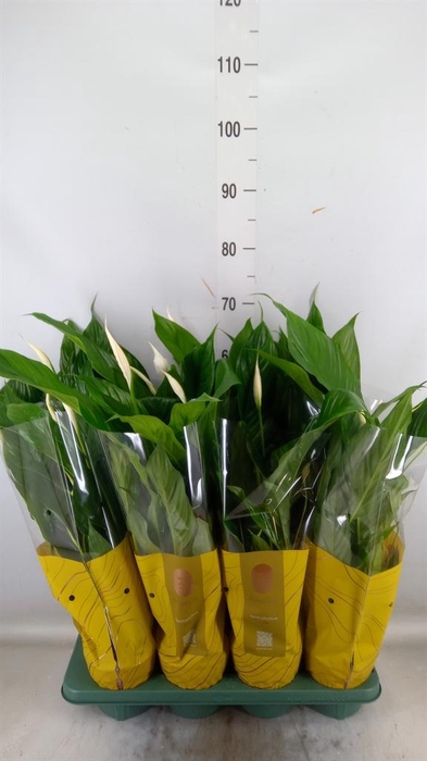 <h4>Spathiphyllum 'Sweet Benito'</h4>