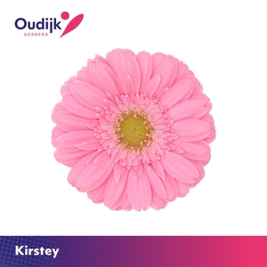 Germini Kirstey Water
