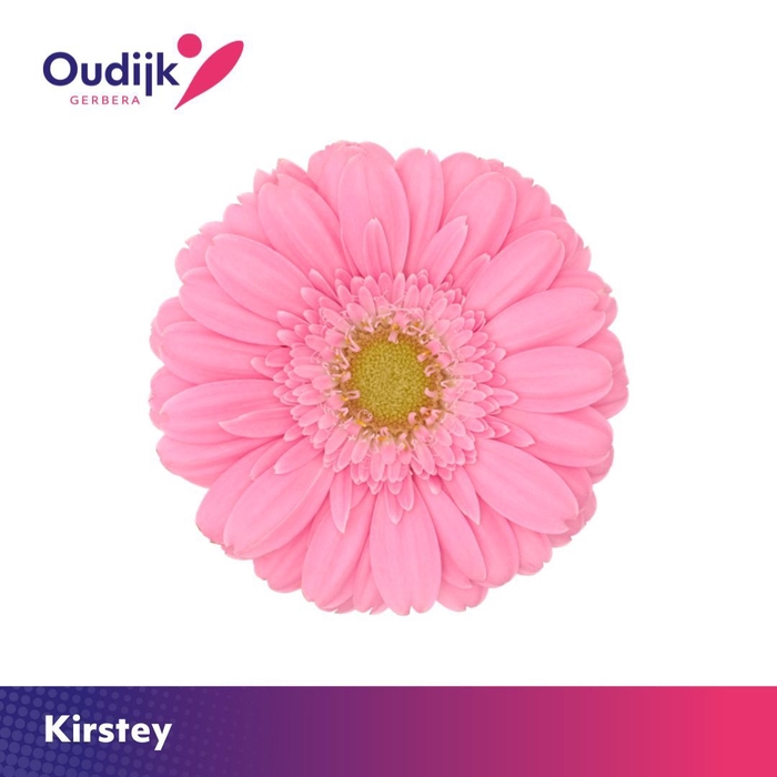 <h4>Germini Kirstey Water x60</h4>