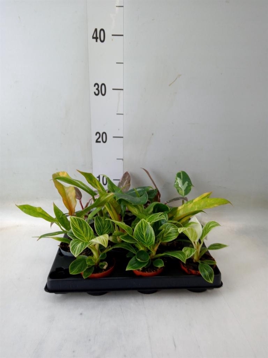 <h4>Philodendron ...</h4>