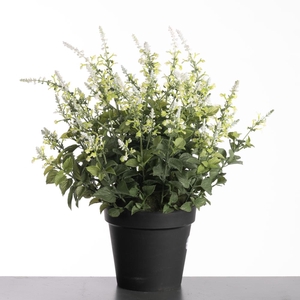 Af Coleus In Pot H69cm White