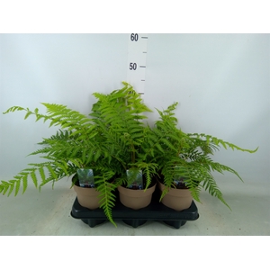 Dicksonia antarctica