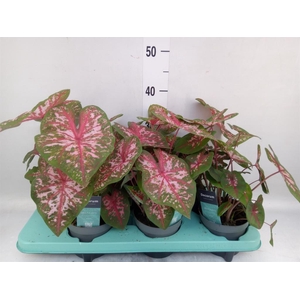 Caladium  'Carolyn Whorton'