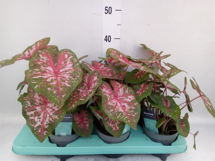 <h4>Caladium  'Carolyn Whorton'</h4>