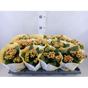 Kalanchoe blos.   ..rosebud