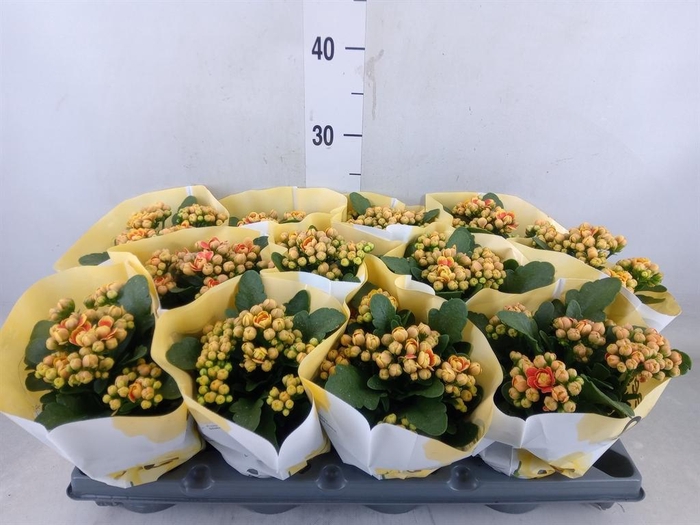 <h4>Kalanchoe blos. ..rosebud</h4>