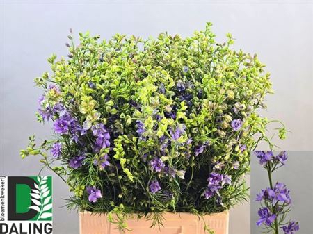 <h4>Cons R Q Viole Lilac</h4>