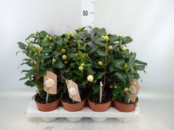 <h4>Camellia japonica 'Brushfield Yell'</h4>