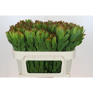 Leucadendron Goldstrike