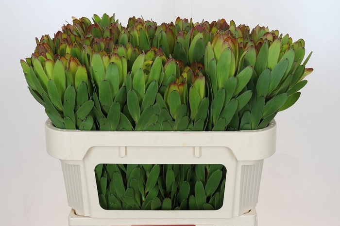 <h4>Leucadendron Goldstrike</h4>