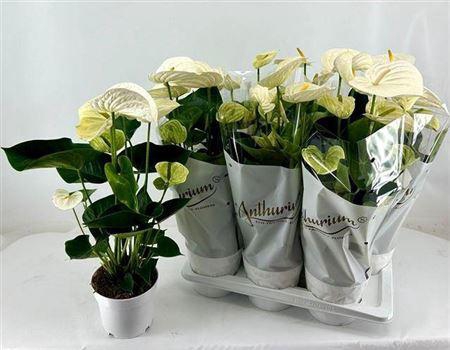 Anthu An Alpine 6+ P17