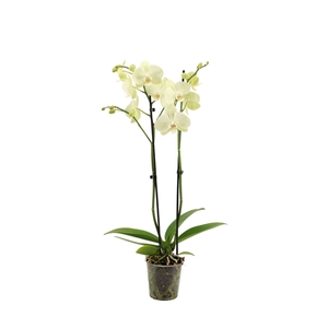 Phal Green Mile 2T16+