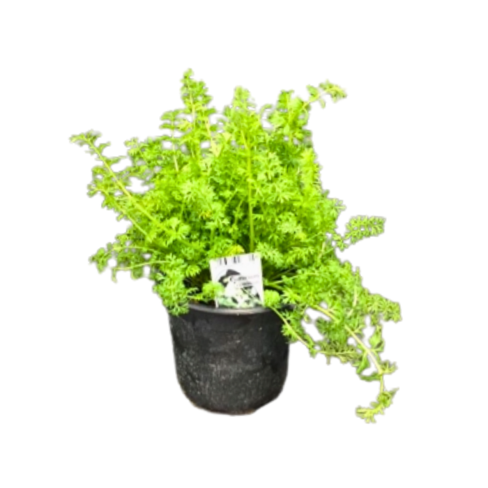 <h4>Nemesia Aromatica True Blue</h4>