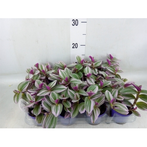 Tradescantia albif. 'Nanouk'