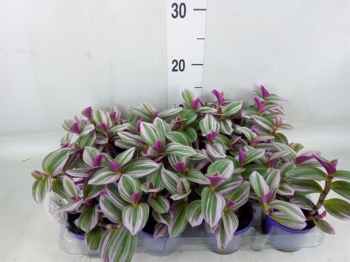 <h4>Tradescantia albif. 'Nanouk'</h4>